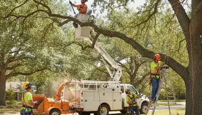Baton Rouge, LA tree pruning service improving tree health and reducing hazards