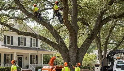 Tree service crew in Baton Rouge, LA providing professional tree removal and trimming