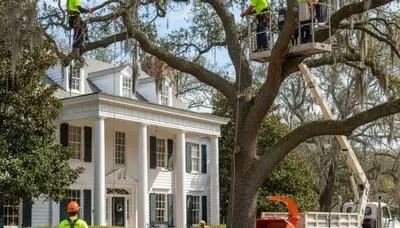 Baton Rouge, LA tree service crew handling safe tree removal and trimming for local properties
