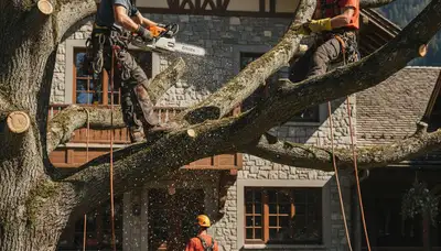 Tree service crew in Baton Rouge, LA providing professional tree removal and trimming assistance