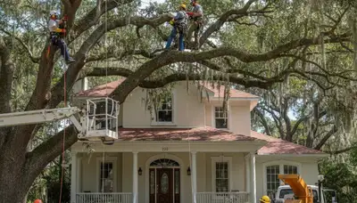 Tree service crew removing a tree in Baton Rouge, LA for safe property maintenance
