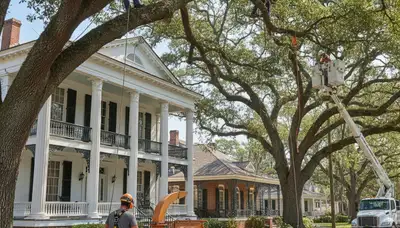 Professional tree service crew in Baton Rouge, LA providing tree removal and trimming services